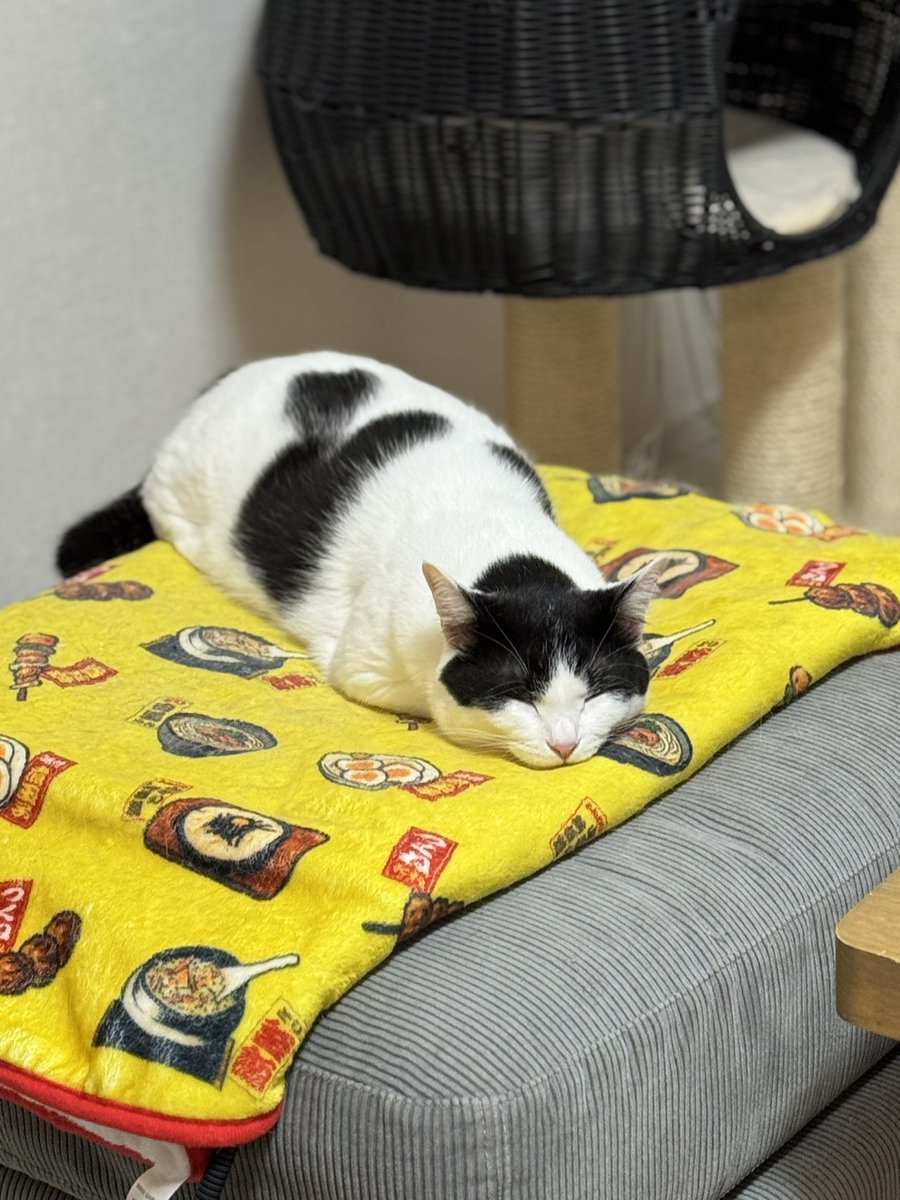 ノグリ＆おすし🐾 tweet media