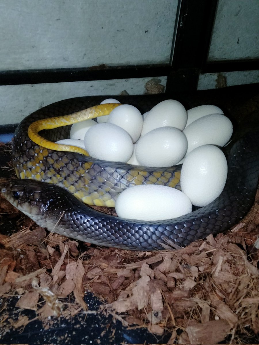 ダイスケ　生き物アカ tweet media