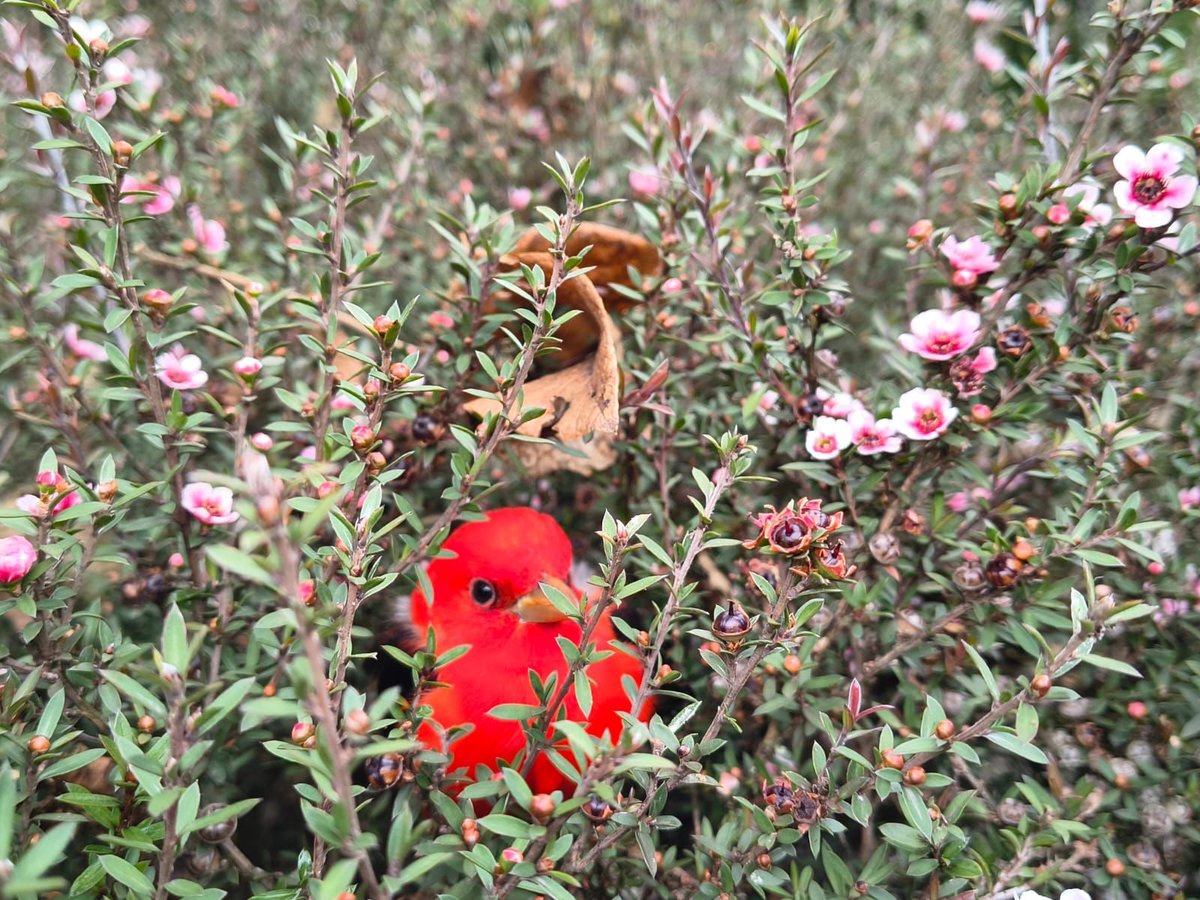 Jardín Botánico BOG tweet media