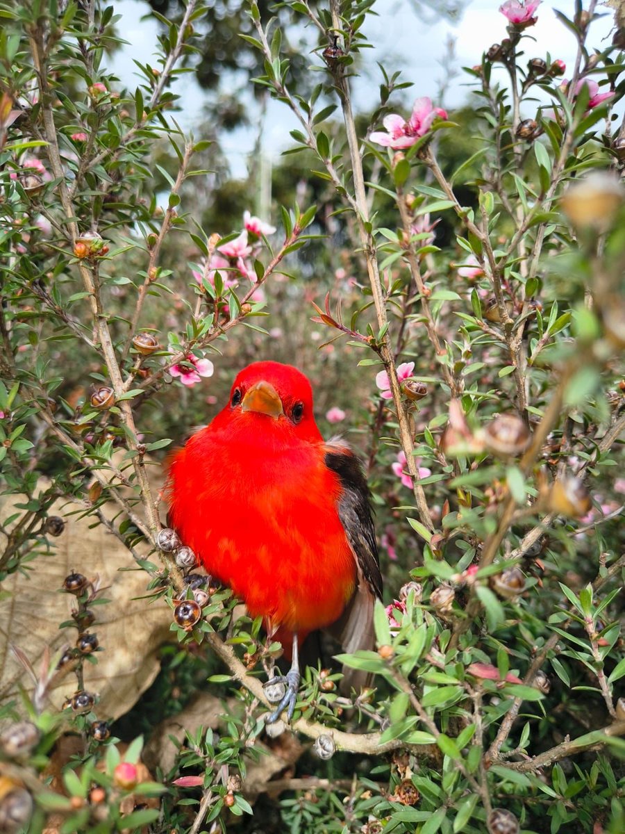 Jardín Botánico BOG tweet media
