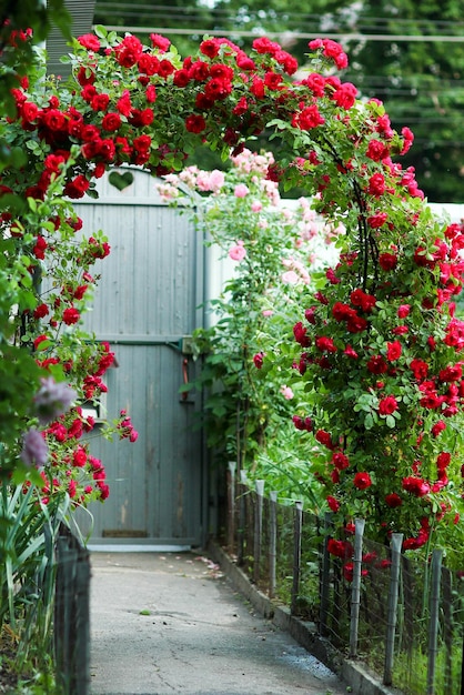Dishaa1994's tweet photo. Strolling down this charming garden path framed by a fiery red rose arch leading to a vintage green gate, with pink roses peeking in the background! Pure romance for the eyes #GardenVibes #RoseArch #FloralFrenzy #NatureLovers #HomeGarden #BeautifulBlooms #InstaGarden #Hürmüz https://t.co/EYwRlIhLCQ