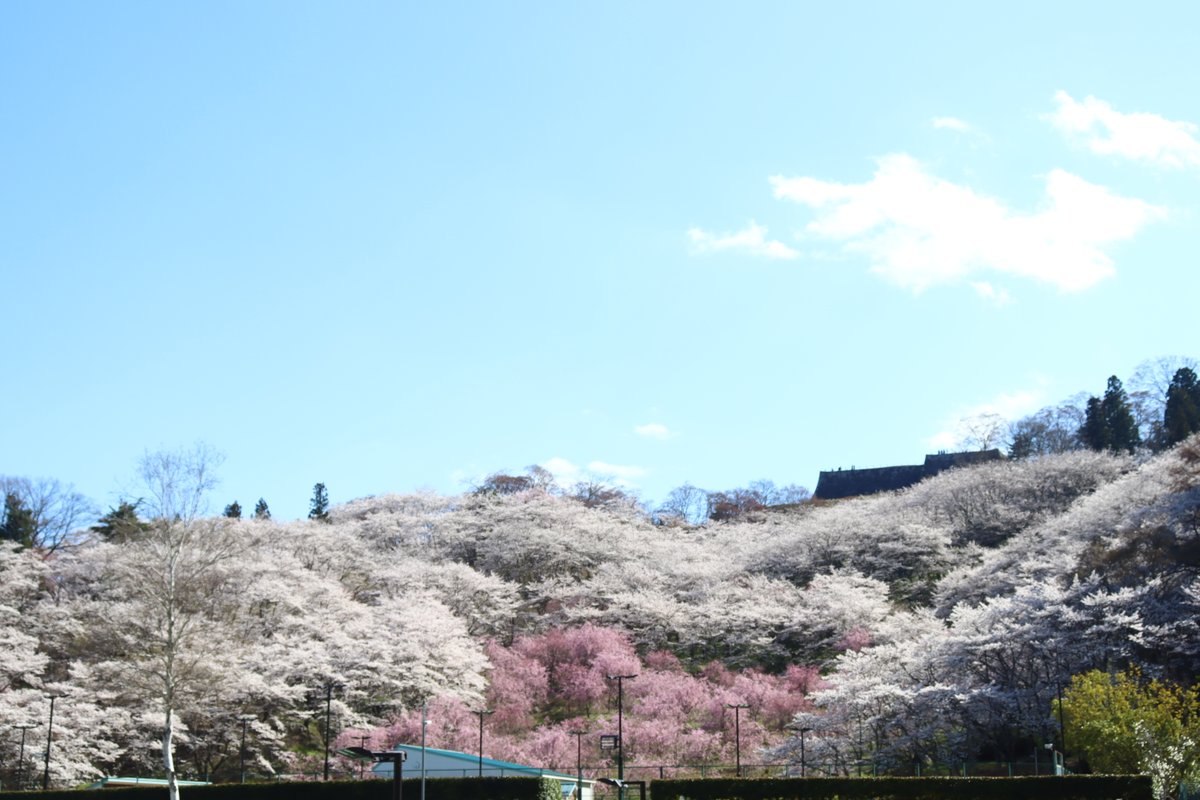 二本松市役所 tweet media