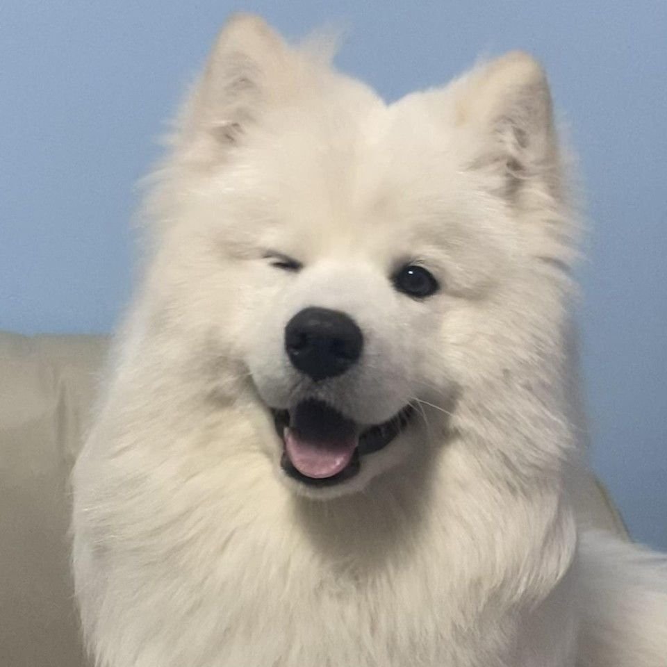 ๐ช๐๐๐๐, tweet media