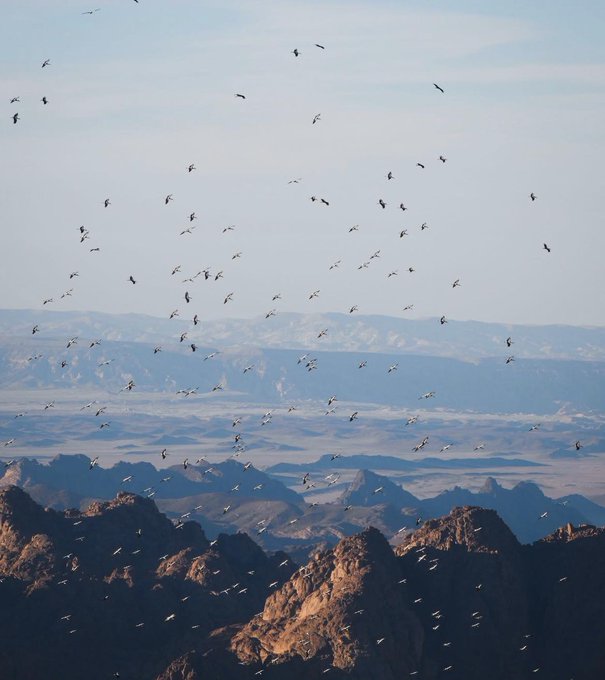 صور أم الدنيا | شحاته أحمد محمد ( العوامرى ) tweet media