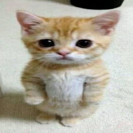 paranóia tweet media