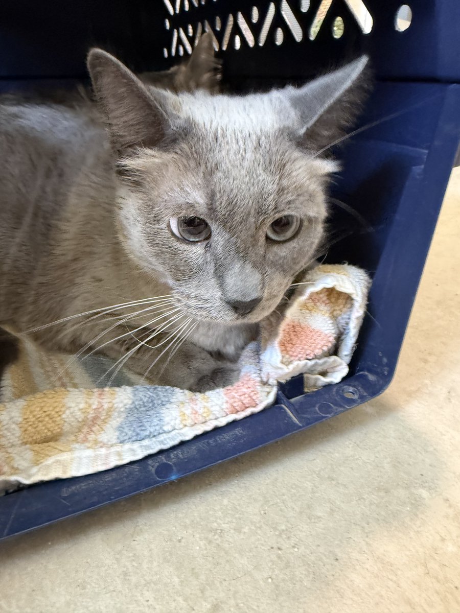 WishesRescue's tweet photo. Thanks to your donations on Arizona Gives Day, we were able to rescue those four declawed senior cats! Meet Bailey, Double, Sissy, and Oreo! https://t.co/61nrt5XFCN