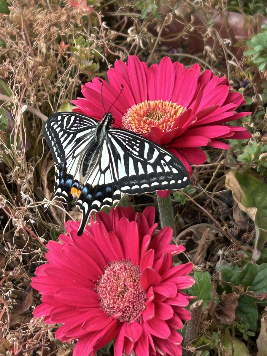 ツルママ tweet media