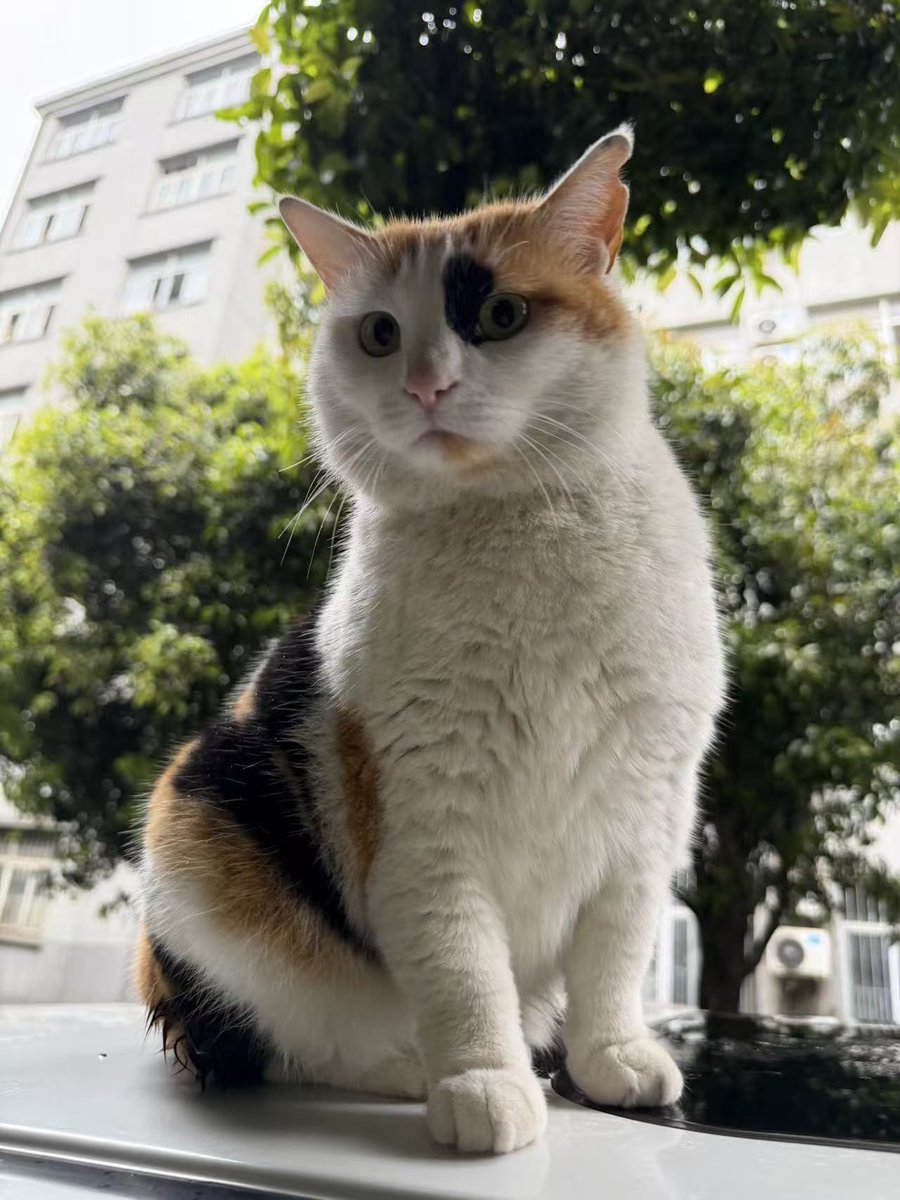 西红柿炒番茄 tweet media