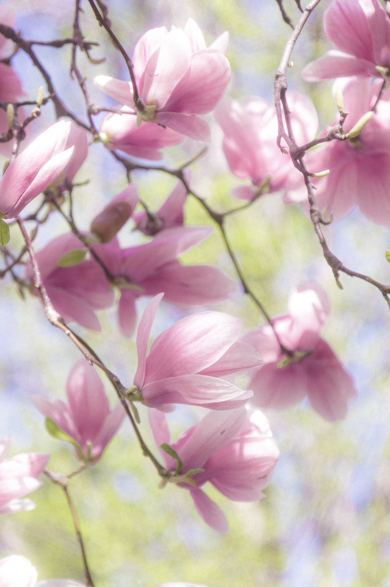 𝗦𝟮 tweet media