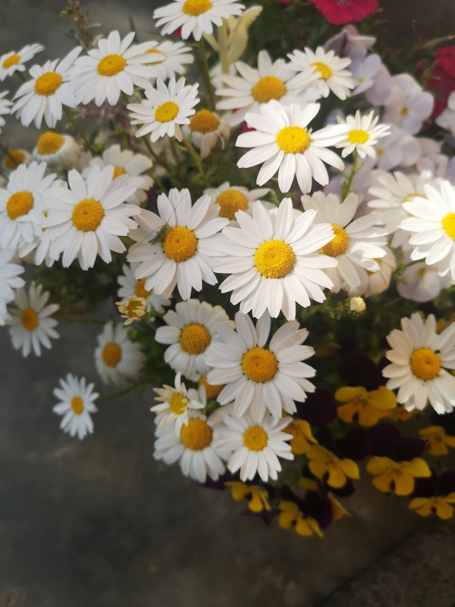 池田三左衛門輝政 絵師活動開始にゃーね tweet media