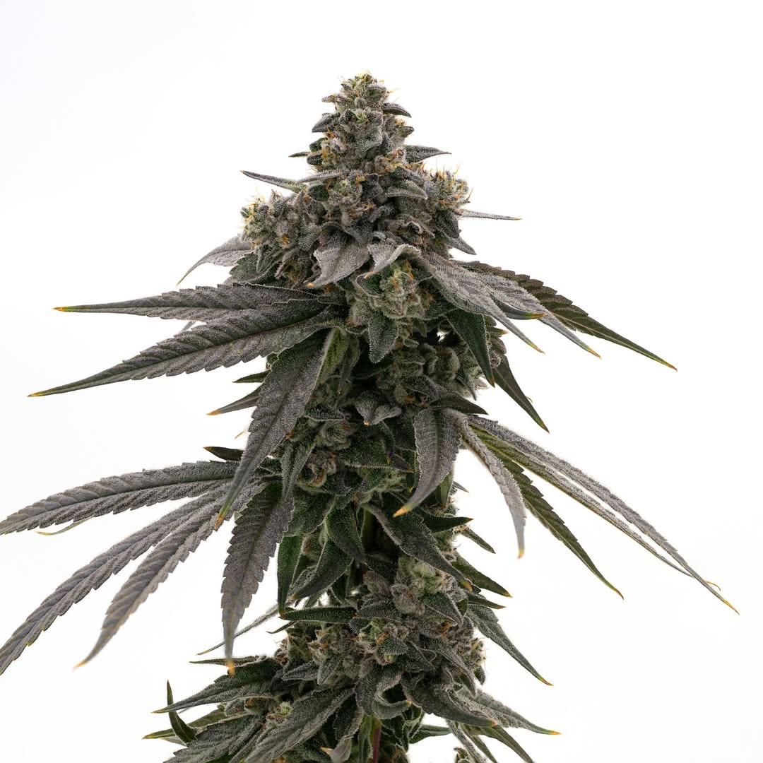 Mikehlbarry's tweet photo. Born from Blue Power x Runtz -- Blue Runtz is the fruity gas you need ⛽ https://t.co/YzuEZY4l86