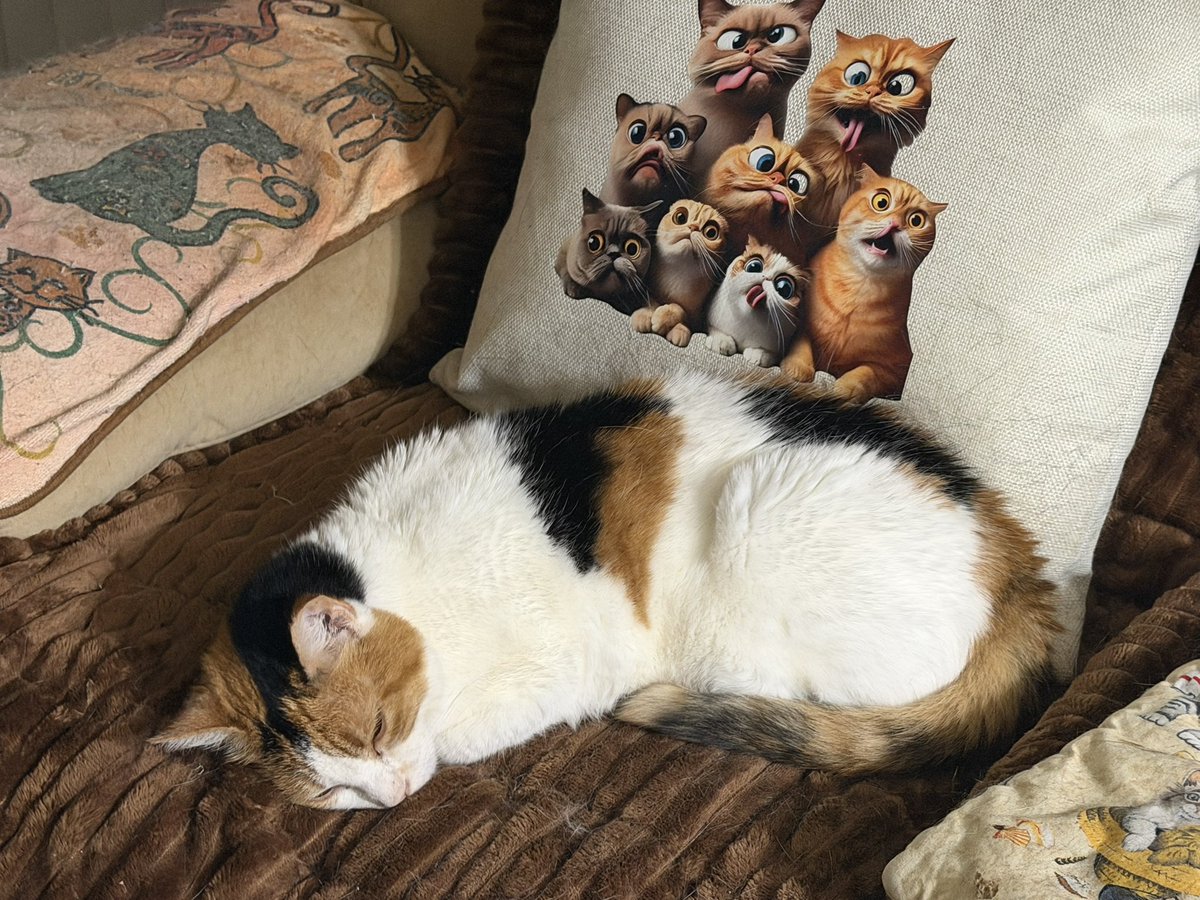 SkittlesFriends's tweet image. Patches: Well good #ThursdayNight everyone, 🌌💤
The Big Guy has a 7:00 AM Physical Therapy appointment #FridayMorning 🏥🌅
And it’s about an hour drive from our house 
So we’re putting him to sleep early tonight.

Sleep Well my Furrends 💖
#CatsOfTwitter 
#Purrs4Peace
