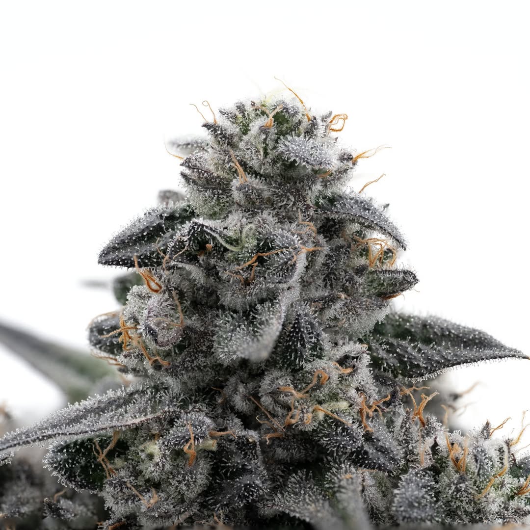 Mikehlbarry's tweet photo. Born from Blue Power x Runtz -- Blue Runtz is the fruity gas you need ⛽ https://t.co/6lyDAACxYn