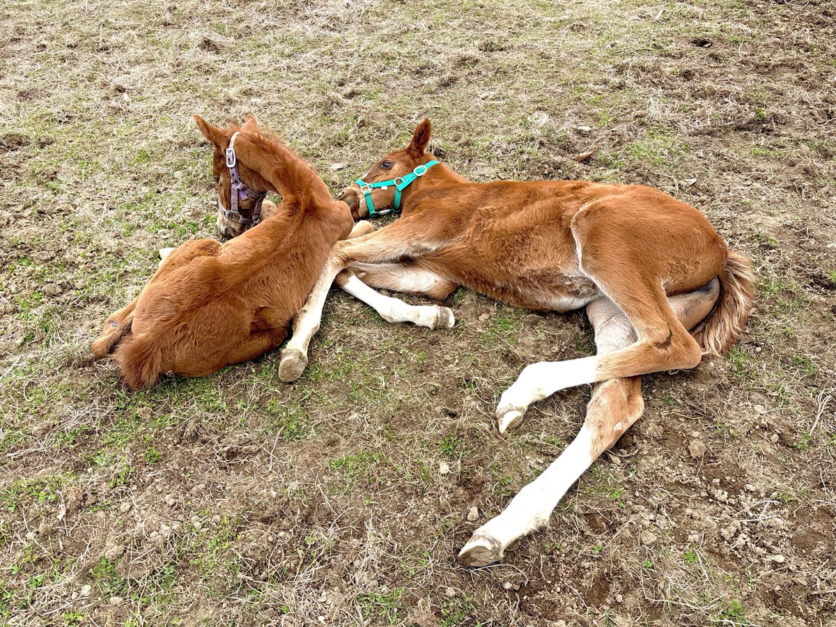ホースガーデンしらおい@牧場主ゆーすけ😈 tweet media