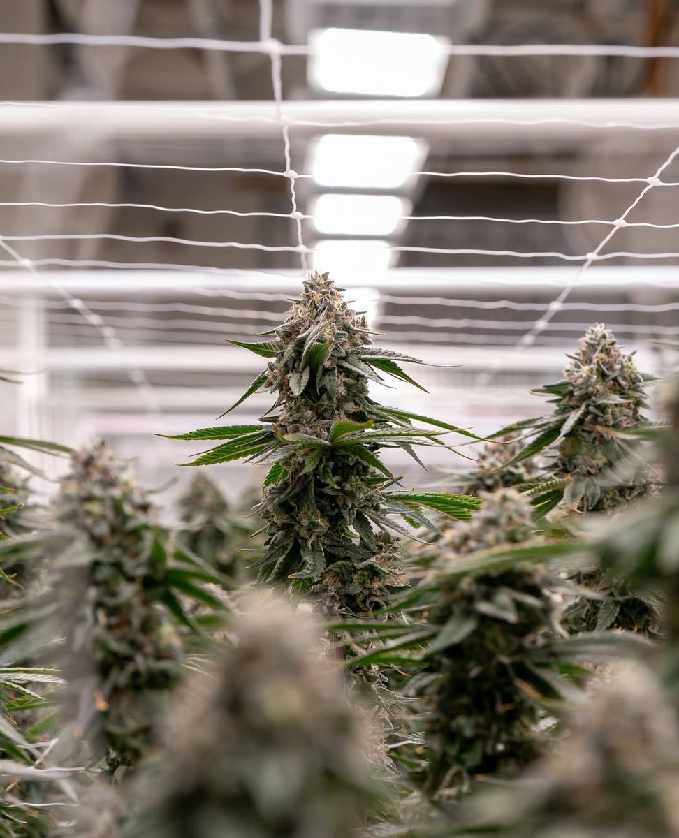 Mikehlbarry's tweet photo. Clean light. Fresh air. Hands that know when to wait and when to work. That’s the difference between growing and crafting 🌿

#WeedGrow #CannabisGrow #weed
#GrowYourOwn #Mycology #LegalizeIt #SmokeWeedEveryday #PotHead #BlazeIt #MaryJane #CannabisLovers https://t.co/Z5G7NON2Ns