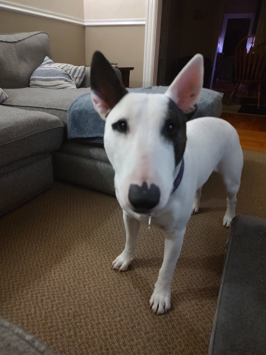 Spike The Rescue Pup & Rex The TV Terrier ®🌈🐾 tweet media