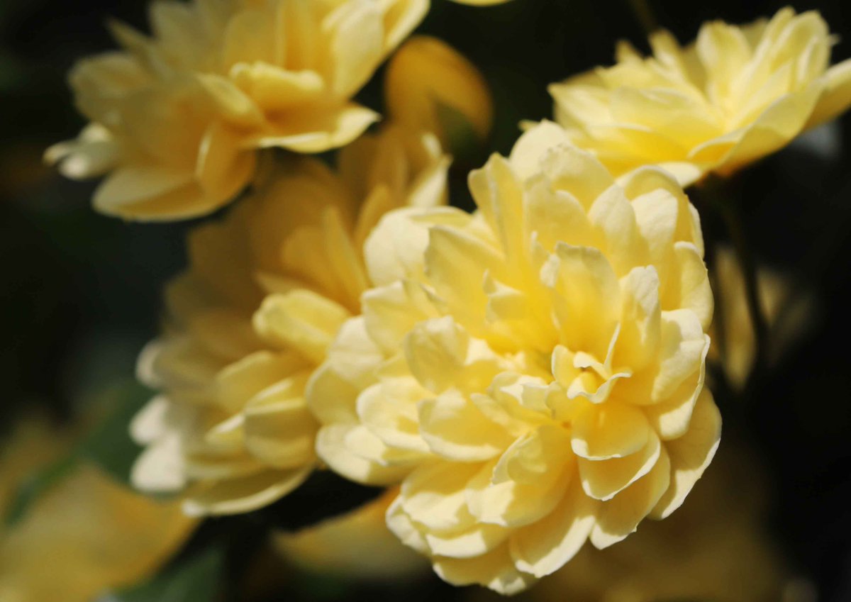 片柳弘史 tweet media