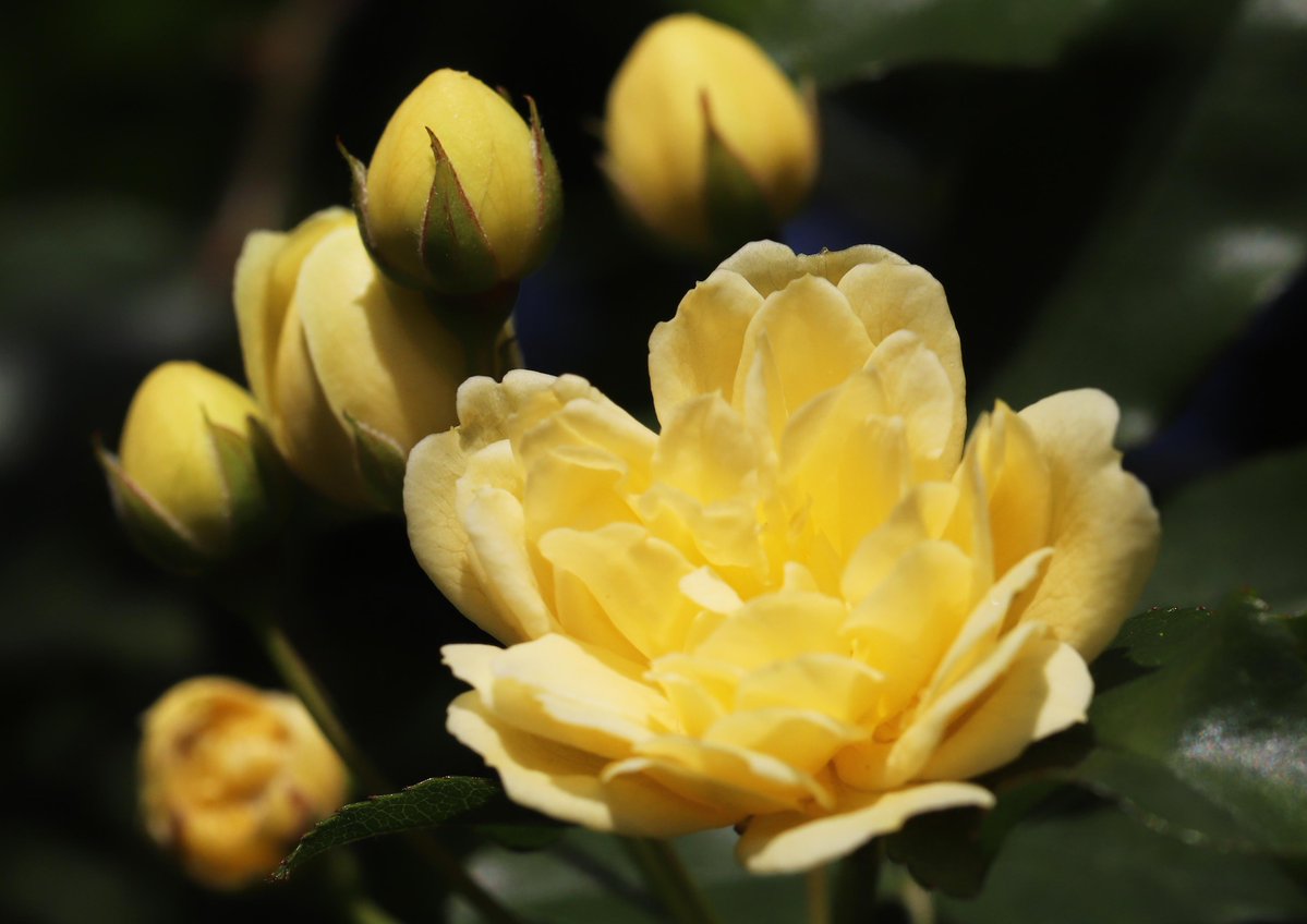 片柳弘史 tweet media