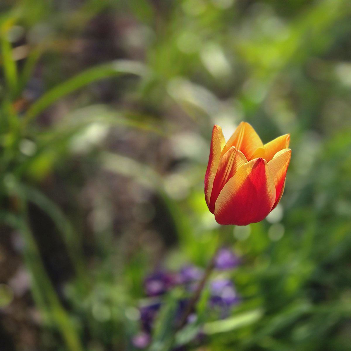 佐藤和子 tweet media