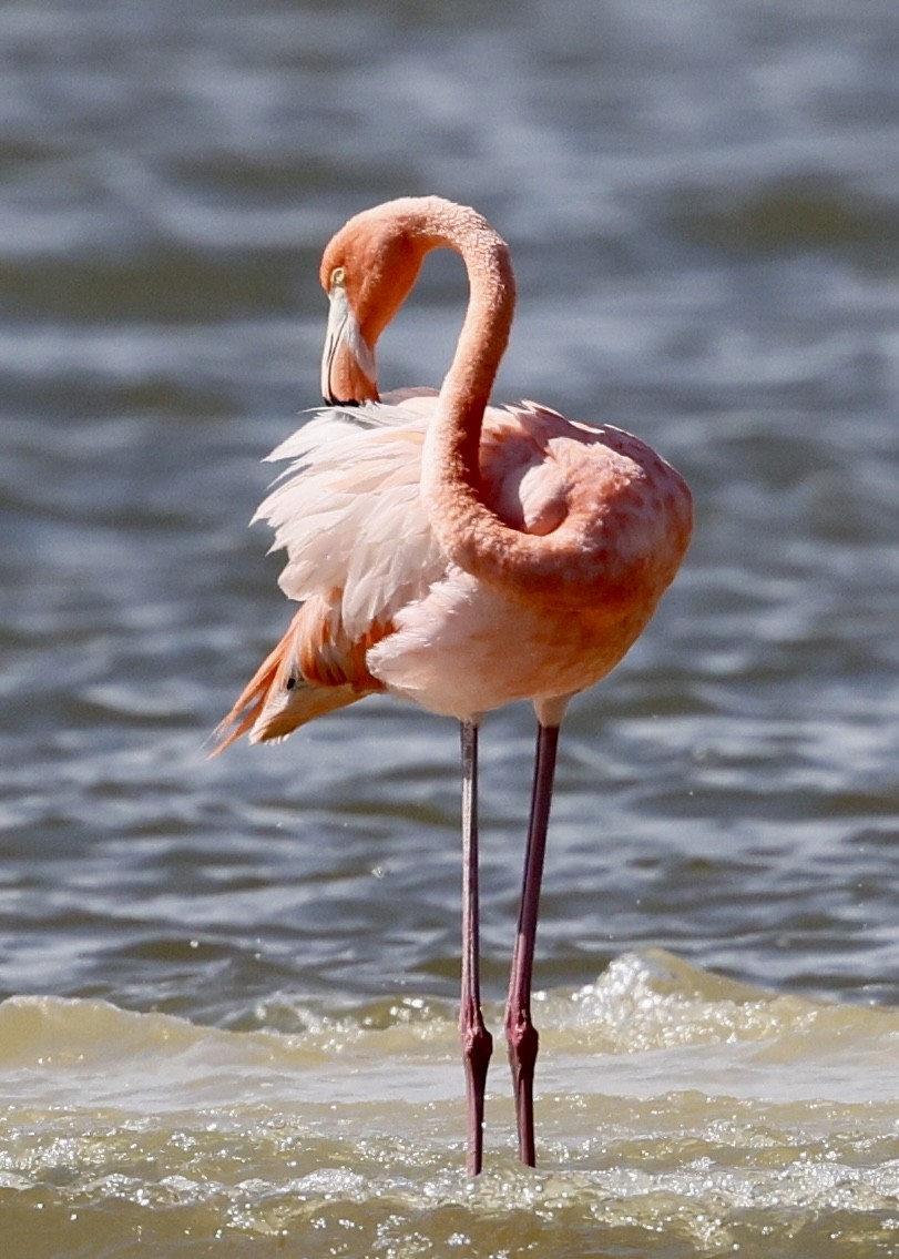 Rare Bird Alert tweet media