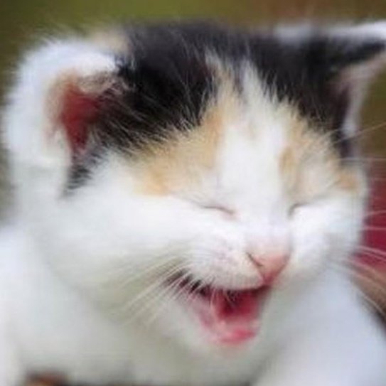 kimraaaa. tweet media