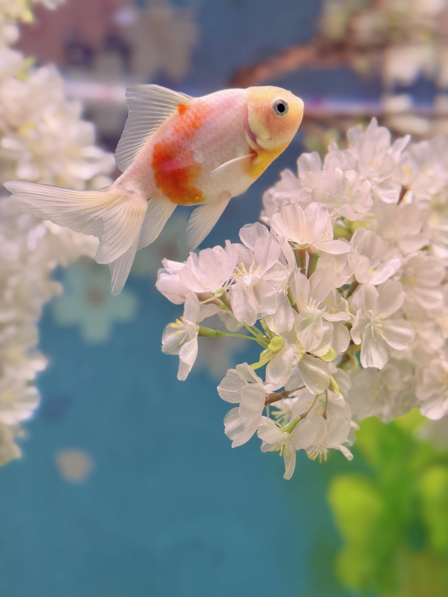 ①RirisuAmanoブレンダ大阪/東京 tweet media