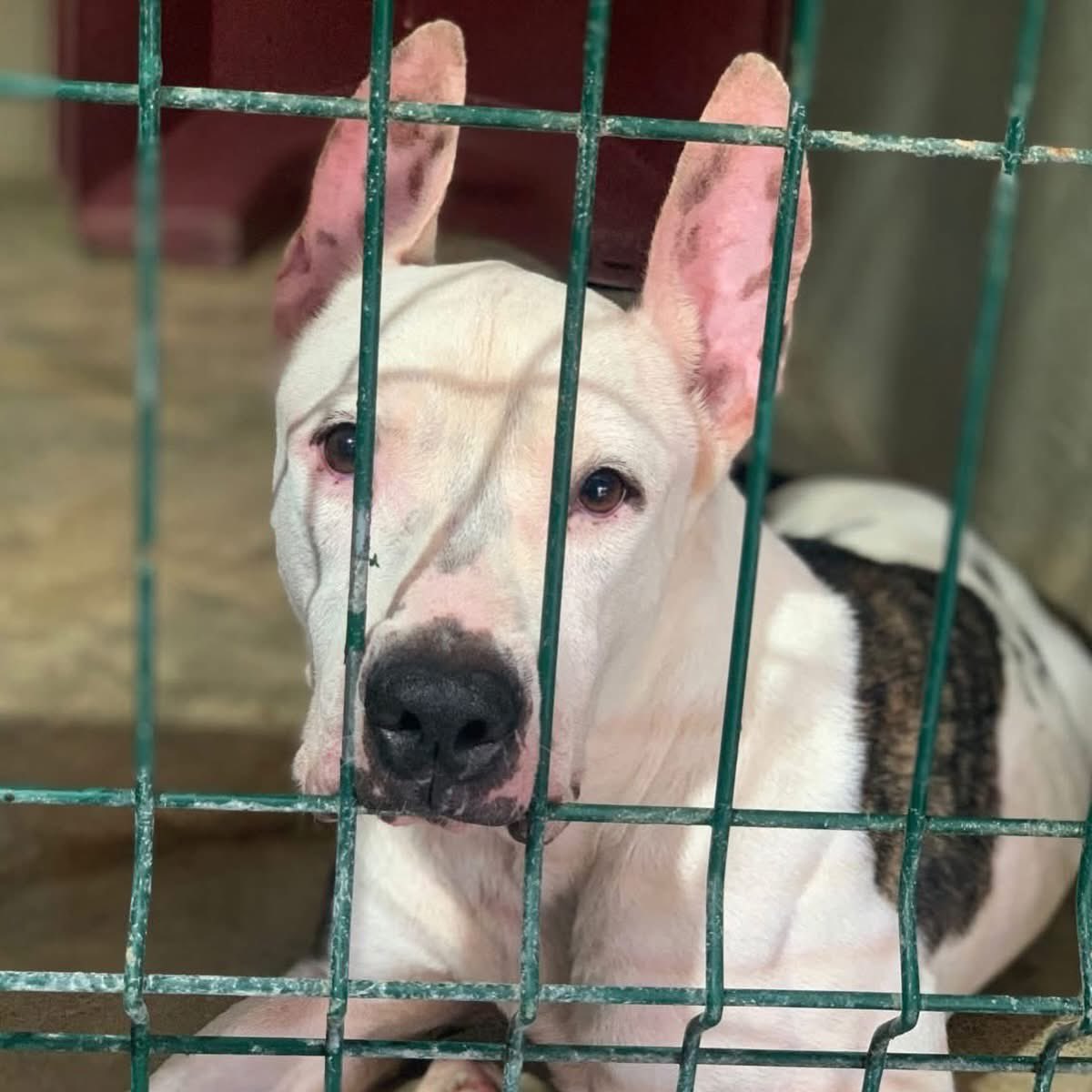 Caninos911 tweet media