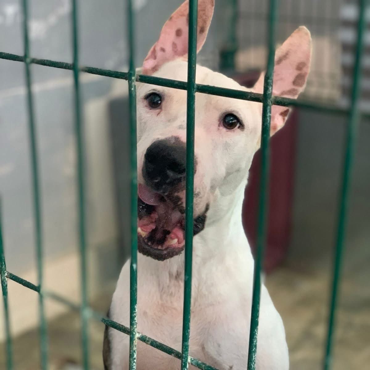 Caninos911 tweet media