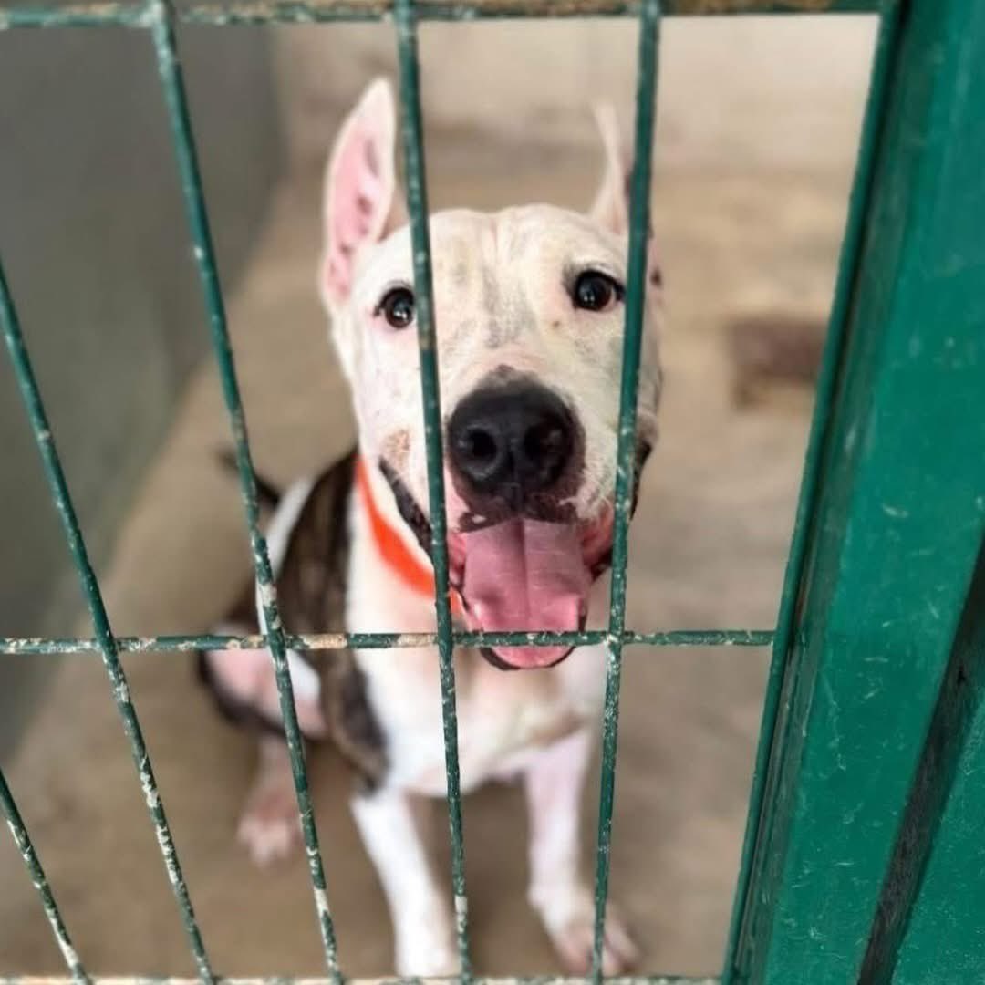 Caninos911 tweet media