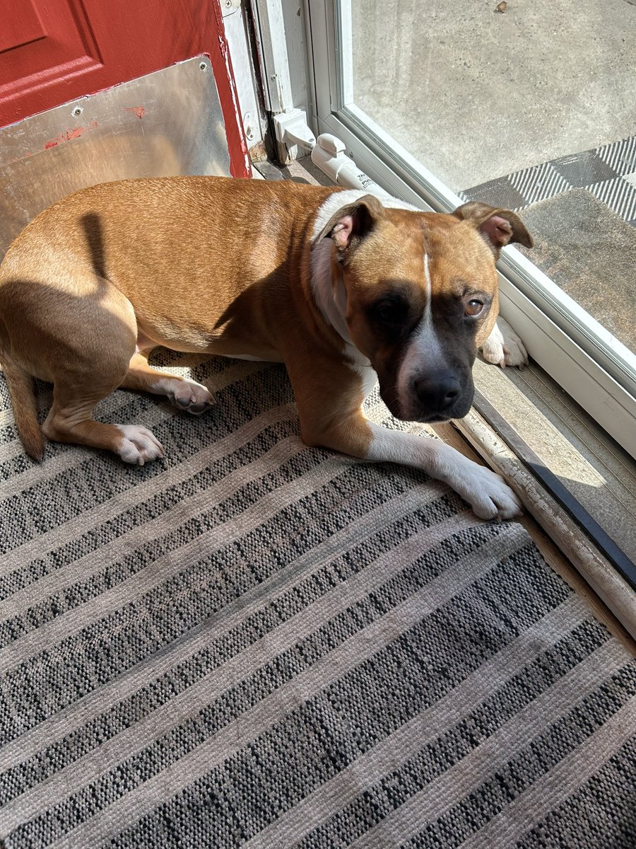 Redclaw🐉👑 VILLAIN ARC tweet media