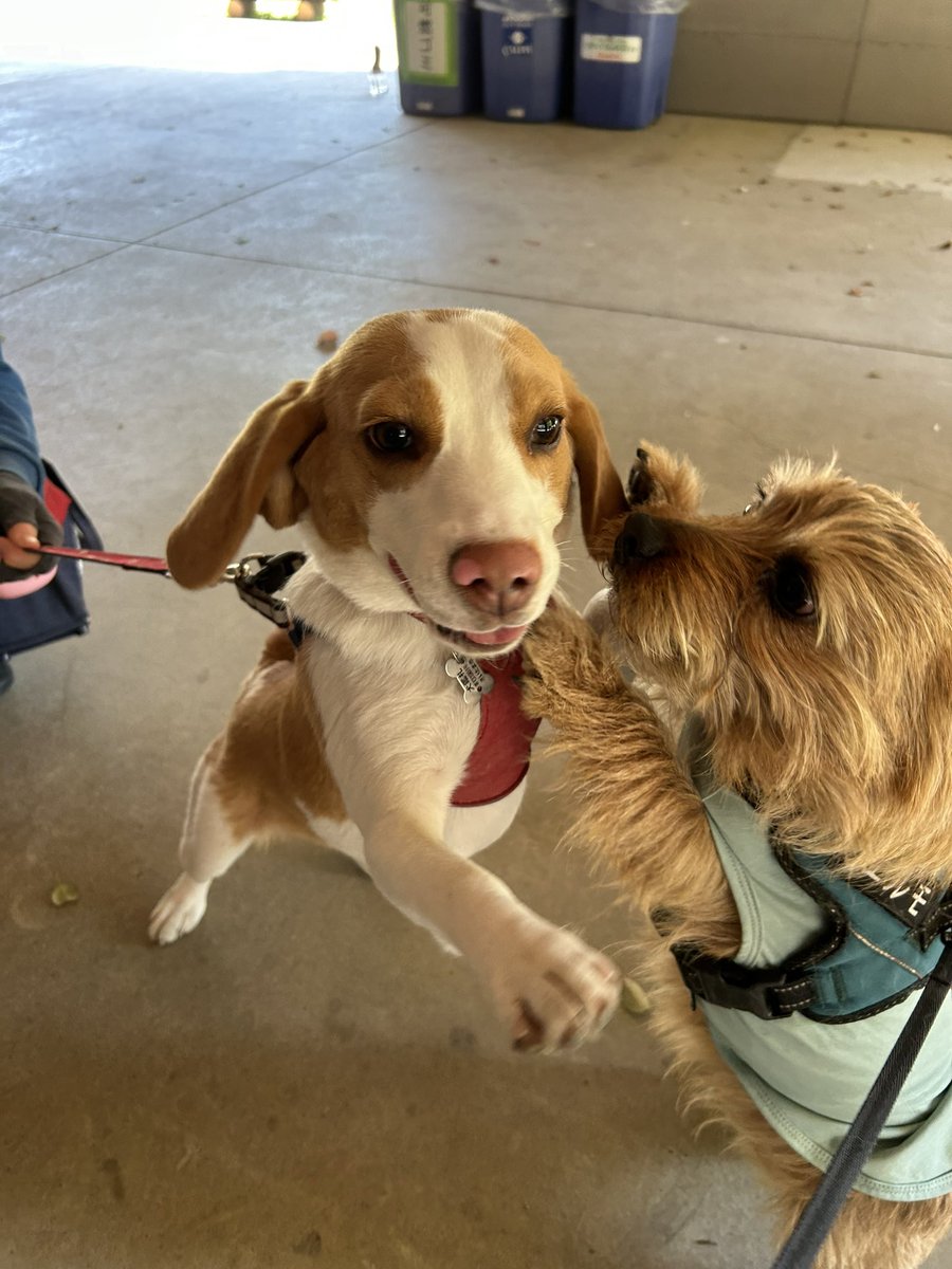 甘々太郎 tweet media