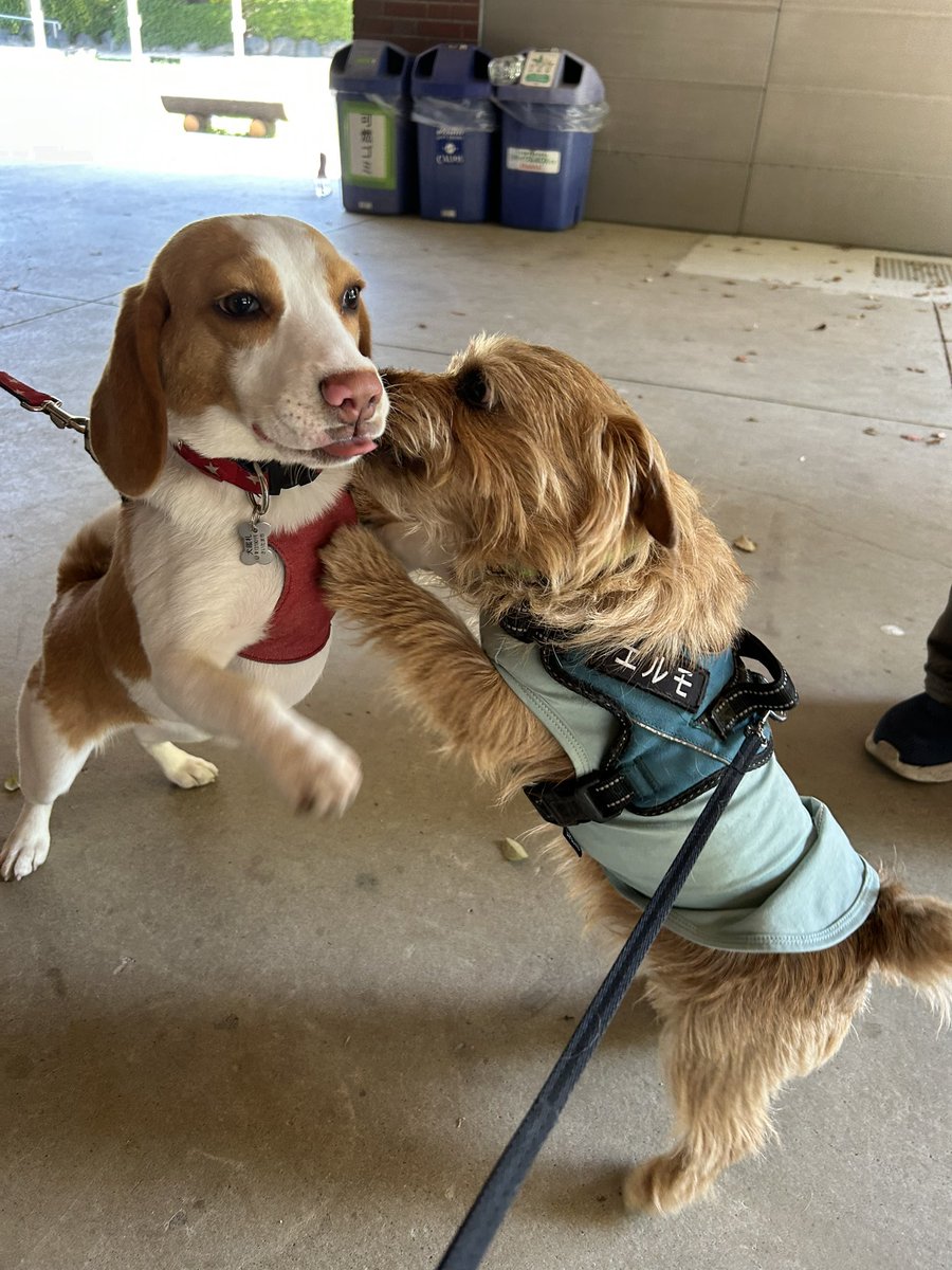 甘々太郎 tweet media