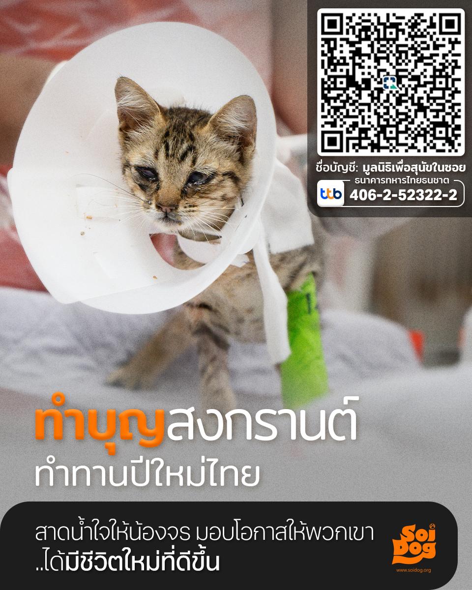 soidogthailand's tweet photo. วันนี้วันพระ 🙏 ซอยด๊อกชวนคุณร่วมทำบุญช่วยเหลือหมาแมวยากไร้ ต้อนรับสงกรานต์และปีใหม่ไทย ให้บุญรักษา ชีวิตราบรื่น แคล้วคลาดปลอดภัยในช่วงวันหยุดยาวนี้กันนะคะ 
มูลนิธิเพื่อสุนัขในซอย
เลขที่บัญชี 406-2-52322-2
ธ.ทหารไทยธนชาต
https://t.co/YuSSZkYWIa
#ทำบุญ #ทำบุญปีใหม่ไทย #สงกรานต์ https://t.co/Ei8PfGI4So