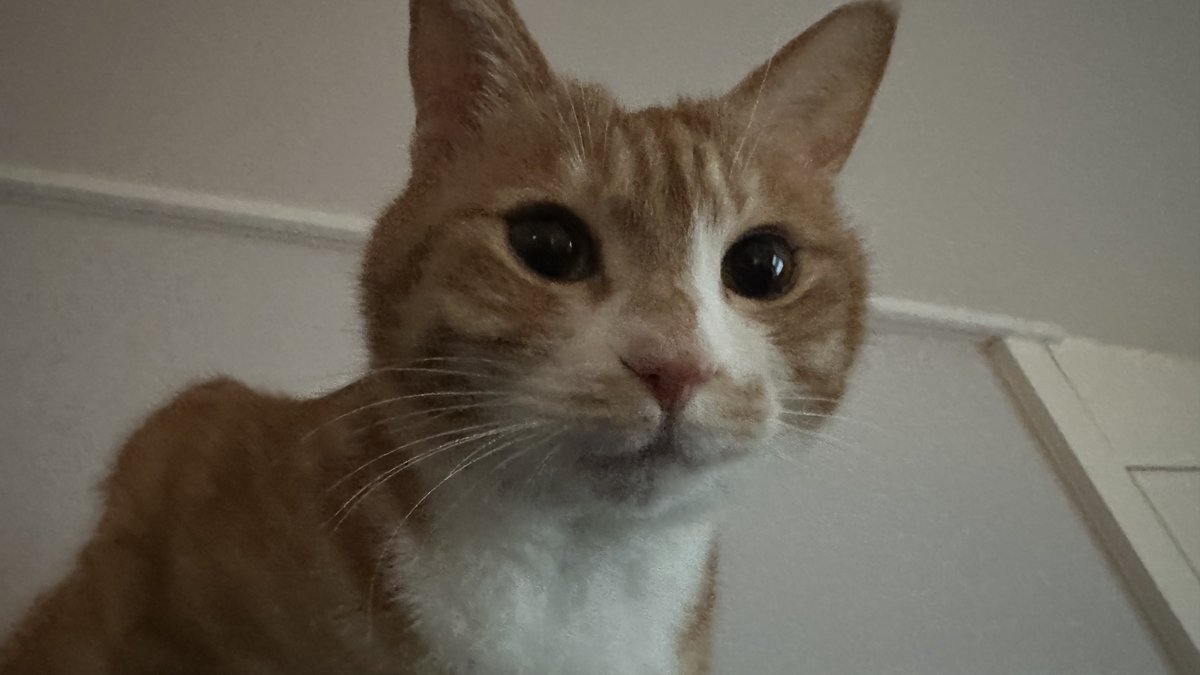 모모코코또또 tweet media