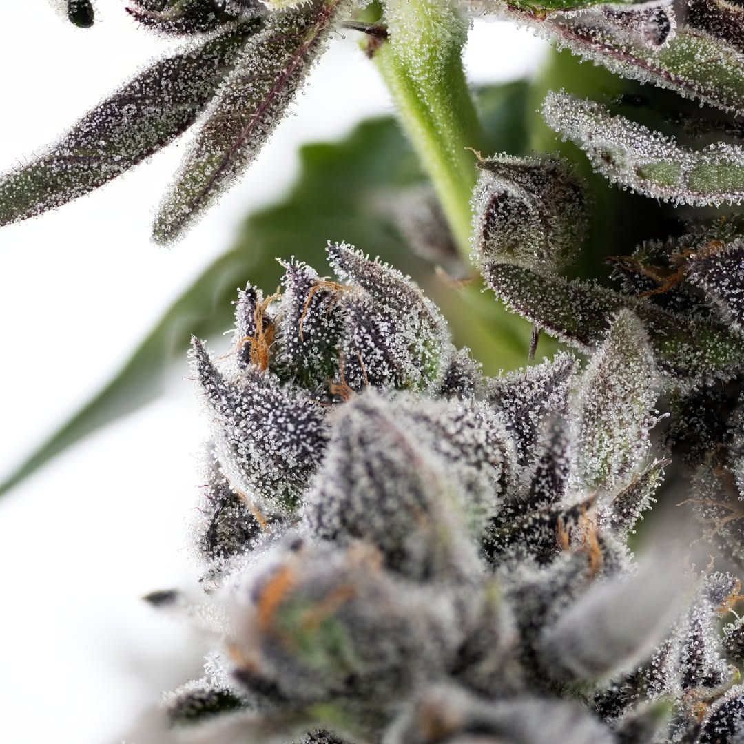 Mikehlbarry's tweet photo. Sweet, tangy, and potent -- Pink Passion Fruit 🍃⁠
⁠
Apples &amp; Bananas X Triple Scoop 

#WeedGrow #CannabisGrow #weed
#GrowYourOwn #Mycology #LegalizeIt #SmokeWeedEveryday #PotHead #BlazeIt #MaryJane #CannabisLovers https://t.co/UwFsAgwv1S