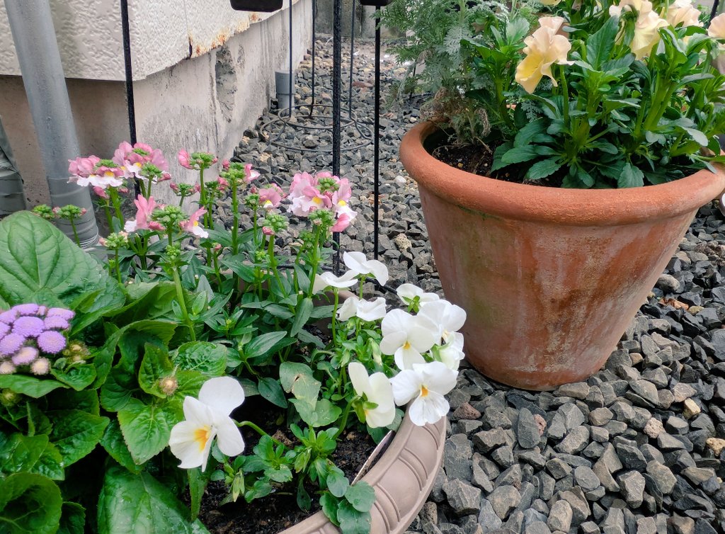 11時OPENです。
本日のメニューは
・たい焼き(粒あん、桜餅、チョコ)
・マフィン３種類
・プリン
・イタリアンプリン　です。
少しだけ昨日のマフィンとパイの値引き販売もあります。

雨の塩釜。
仕込みしながら17時までお待ちしております🙂
#菓子屋ハウフル 
#塩釜 
#塩竈