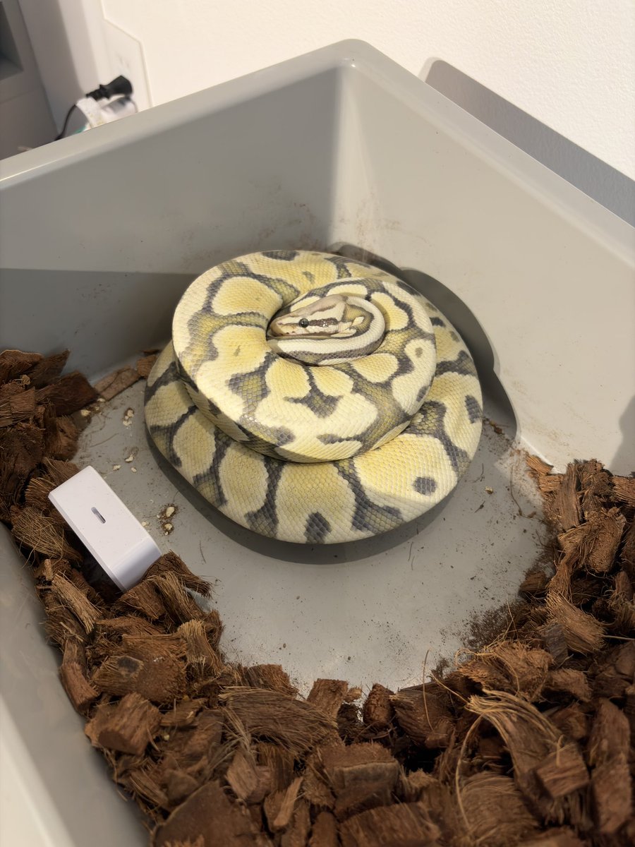 scaleblender's tweet photo. 早々に爆食期を終えて思ったほど体重が上がりきらなかったけど、立派な有精卵を4卵産んでくれました👏
お疲れさま！！ https://t.co/gJbwUg318w