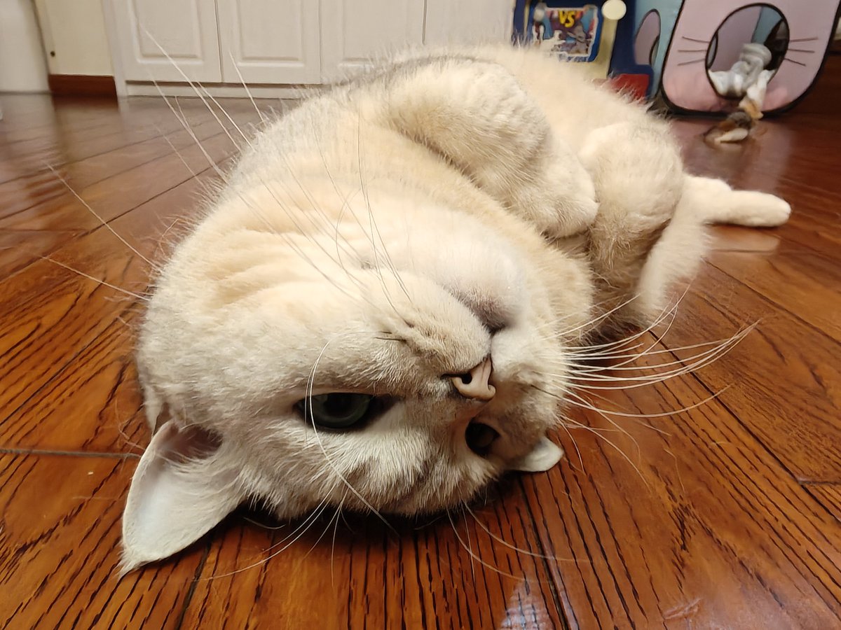 脑洞少女 tweet media