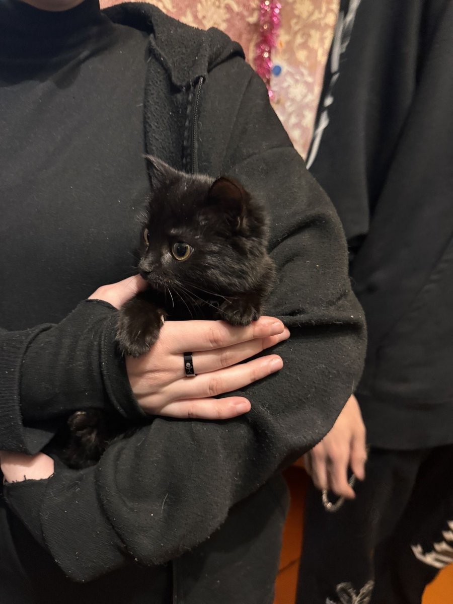 Black cats are not bad luck tweet media