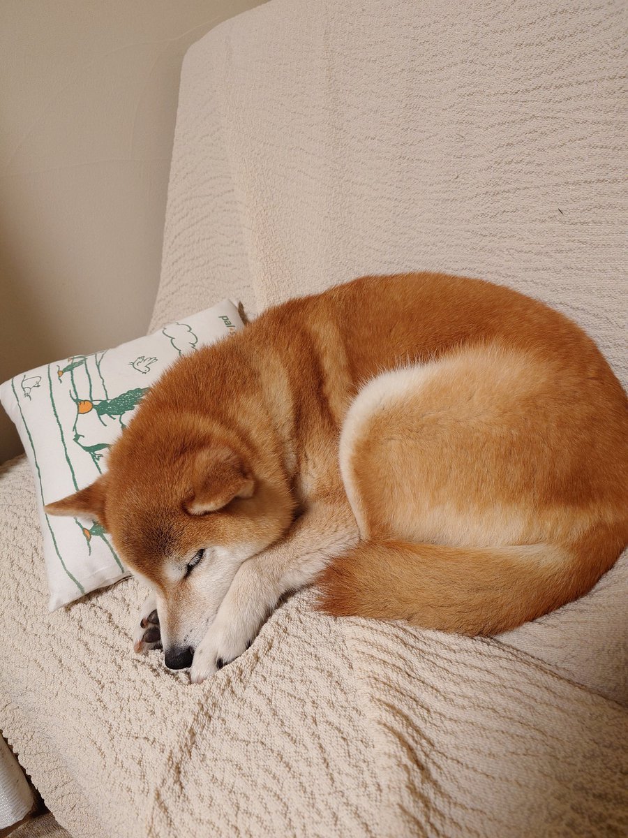 みかりん tweet media