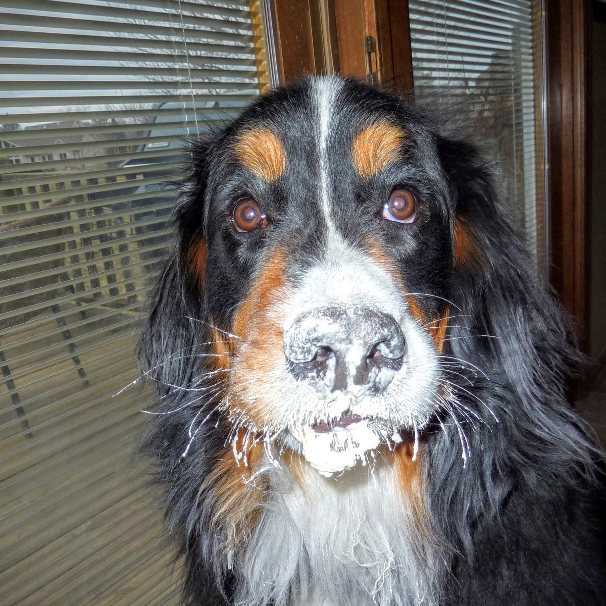 WORD_NEWS ® tweet media