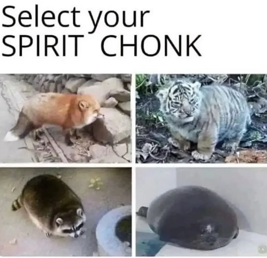 Why you should have a Raccoon tweet media