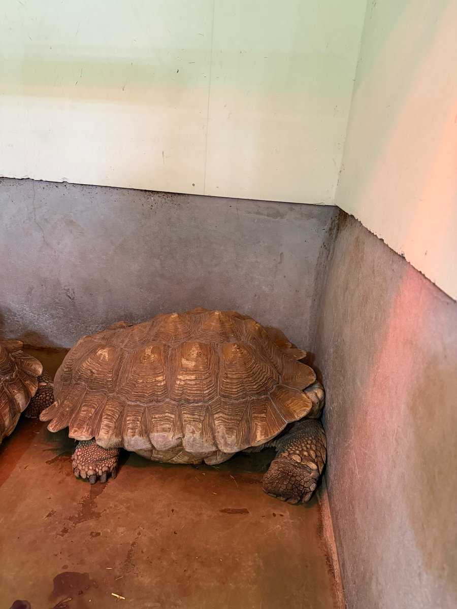 越前松島水族館 tweet media