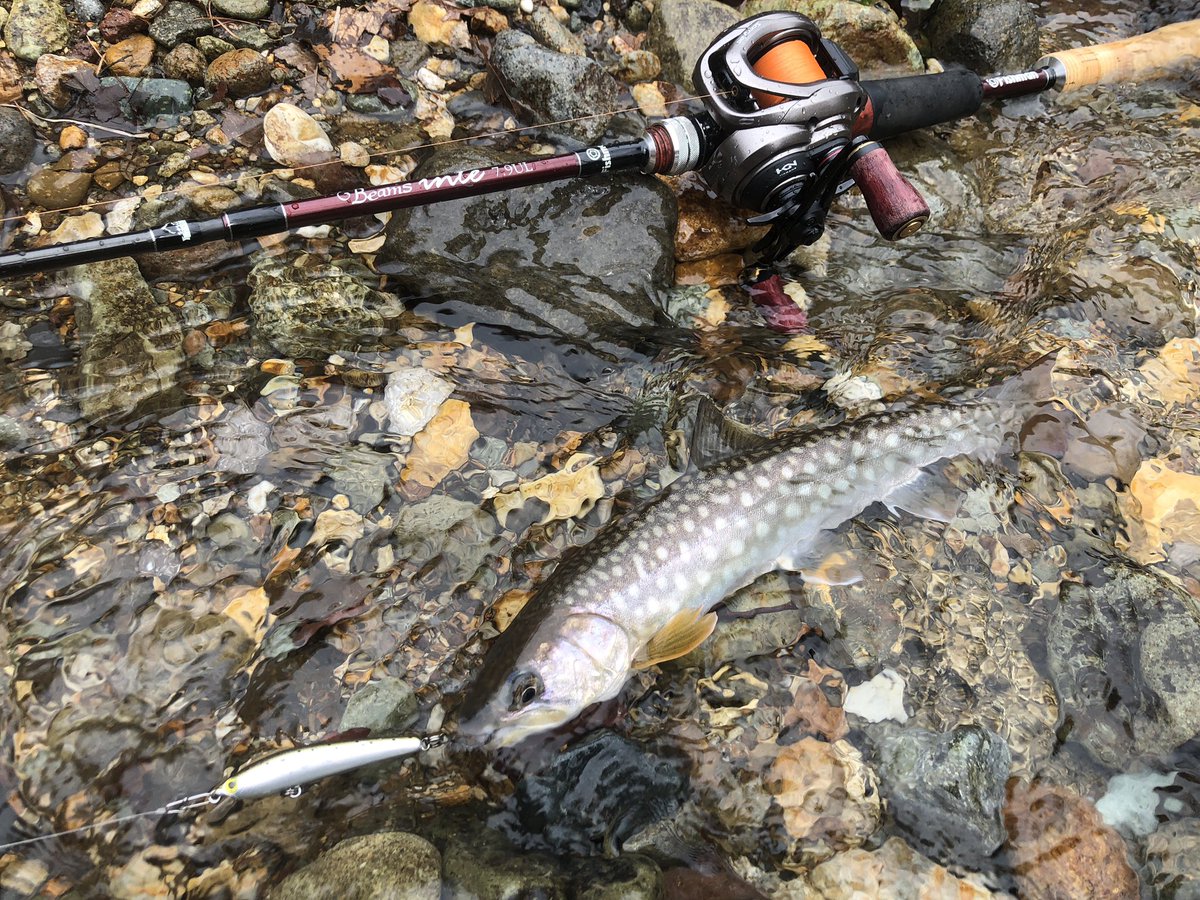 zisakukebari59's tweet image. モンエナで気分アゲアゲからのホームでちょい釣り🎣大きくはないけどコンディション抜群の筋肉質なアメマスがロッドを絞り込んでくれました♪数匹釣って満足したので場所移動〜🚙💨
 #北海道 #渓流ベイトフィネス #Fishman #Beams #inte79UL #SHIMANO #Scorpion #BFS #アメマス