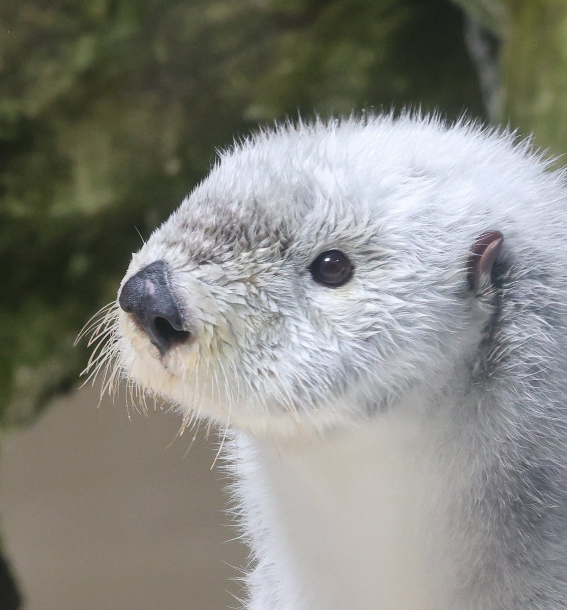 ベル🦦 tweet media