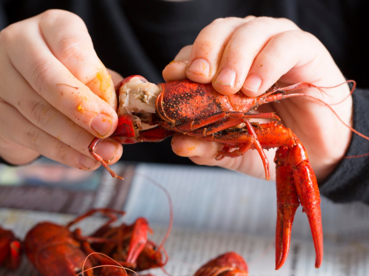 heathermhuang's tweet photo. @garrytan Crayfish https://t.co/4U4q5NnZwE