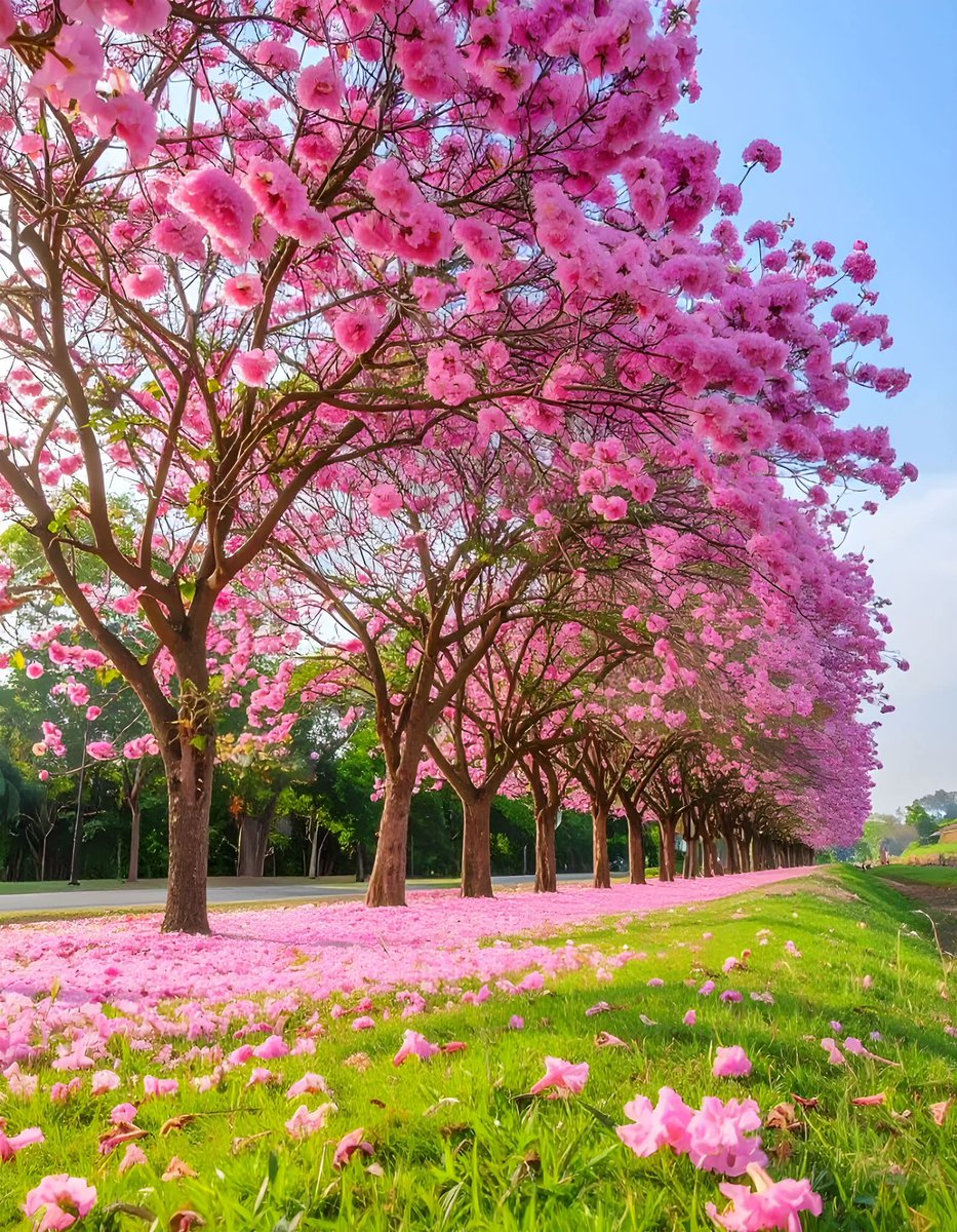 𝐀𝐋𝐈𝐂𝐄 tweet media