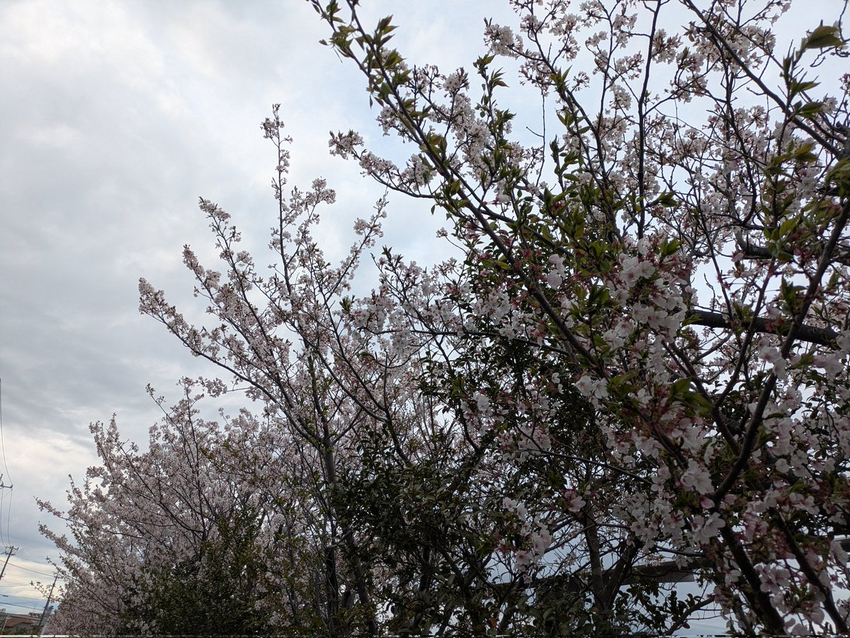 今週ちょっとだけ葉桜になりつつも
入学式までには
桜が咲いてた🥰🌸
#kmix_flower
#kmix_life