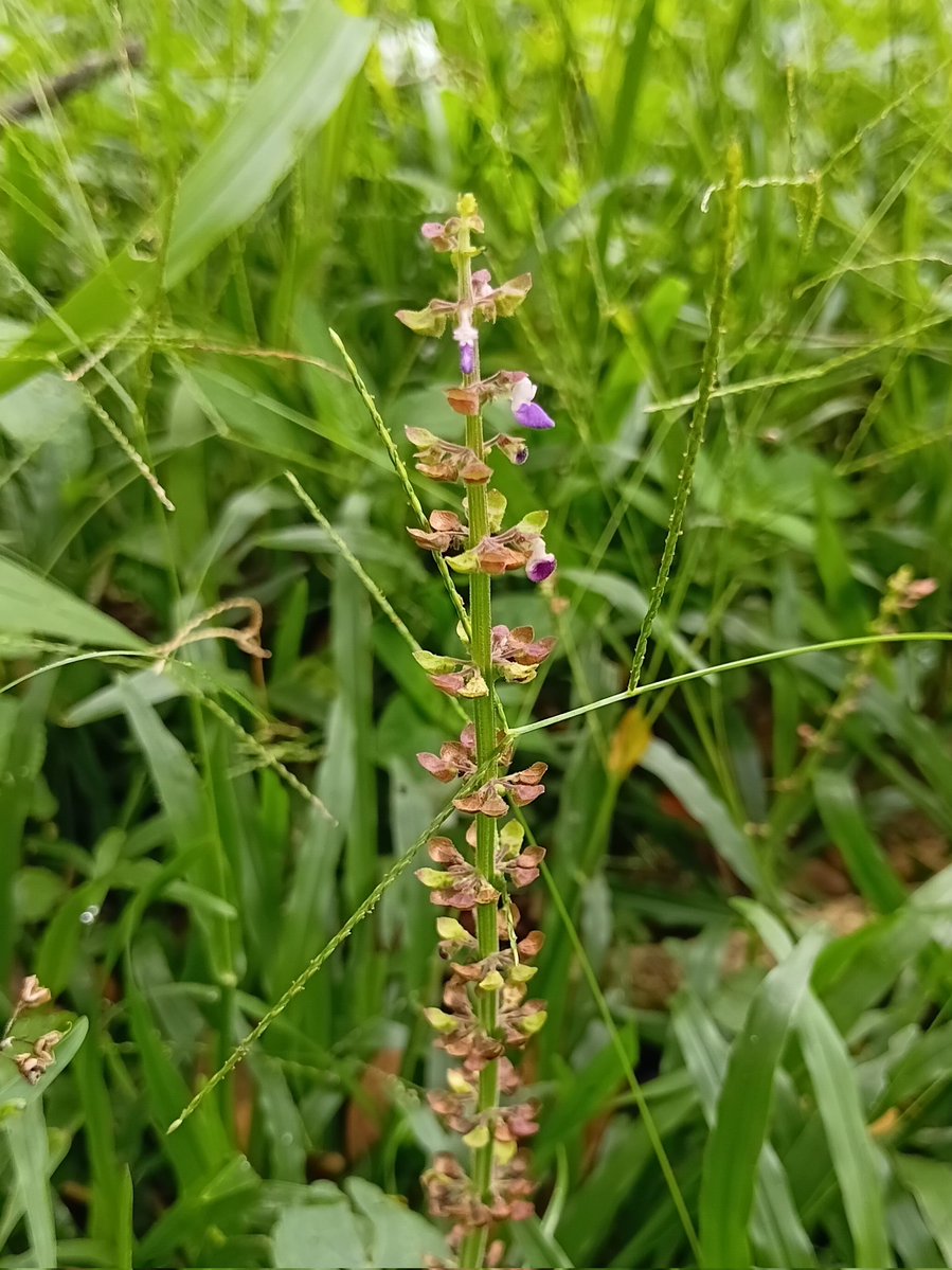 ♡ 🦆 tweet media