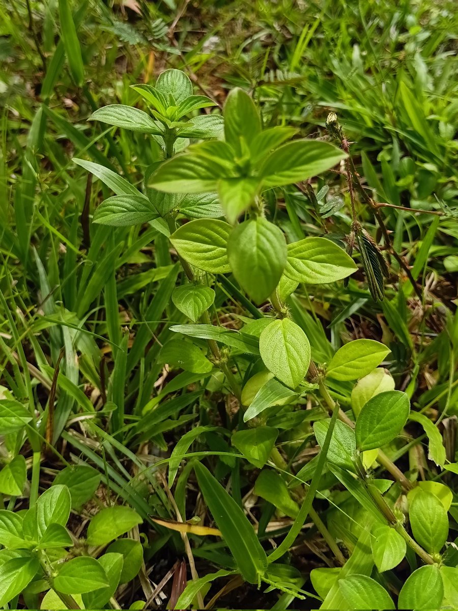 ♡ 🦆 tweet media